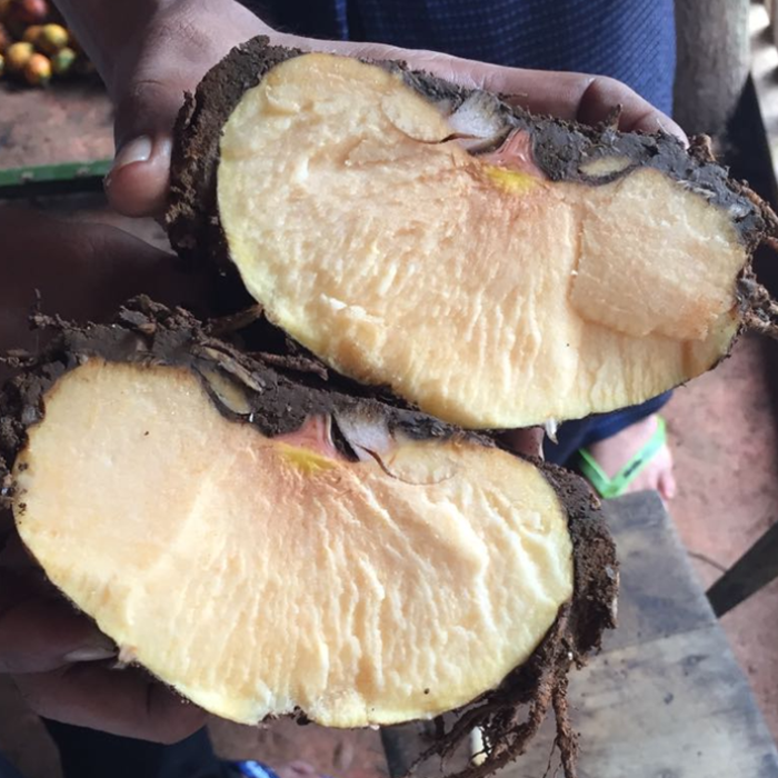 こんにゃくブロック（原料）